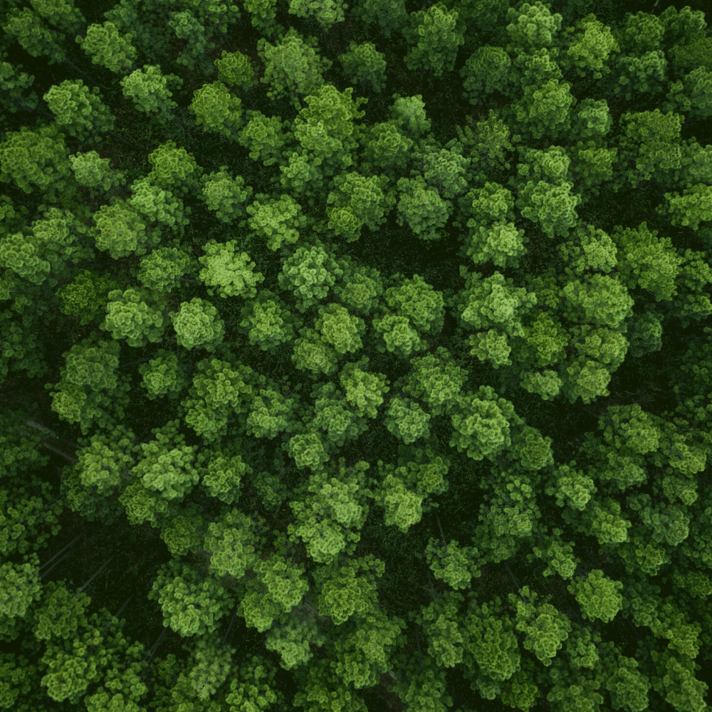Forêt vu du dessus