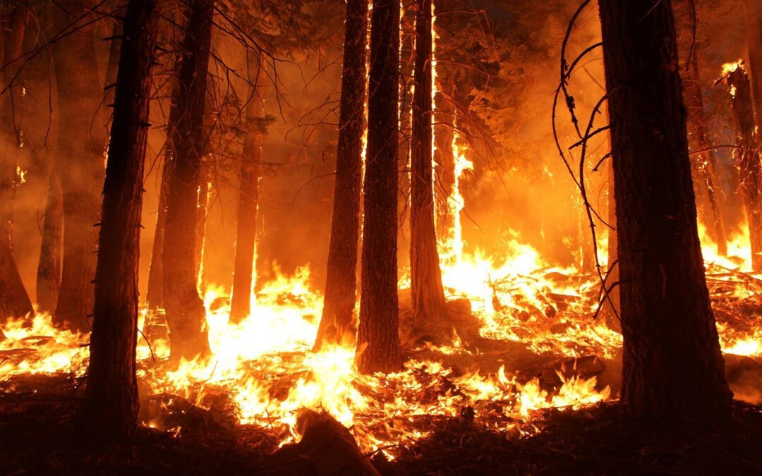 Les feux de forêt en 2022