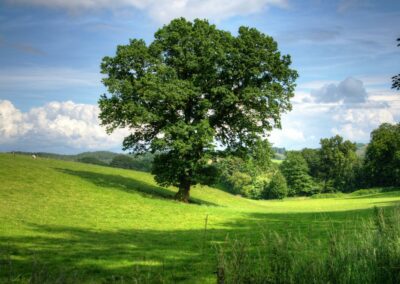 Boisement d’une friche en zone rurale