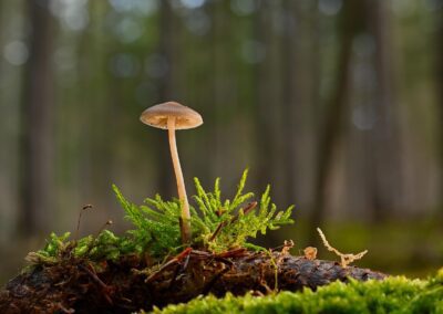Boisement d’une friche forestière abandonnée