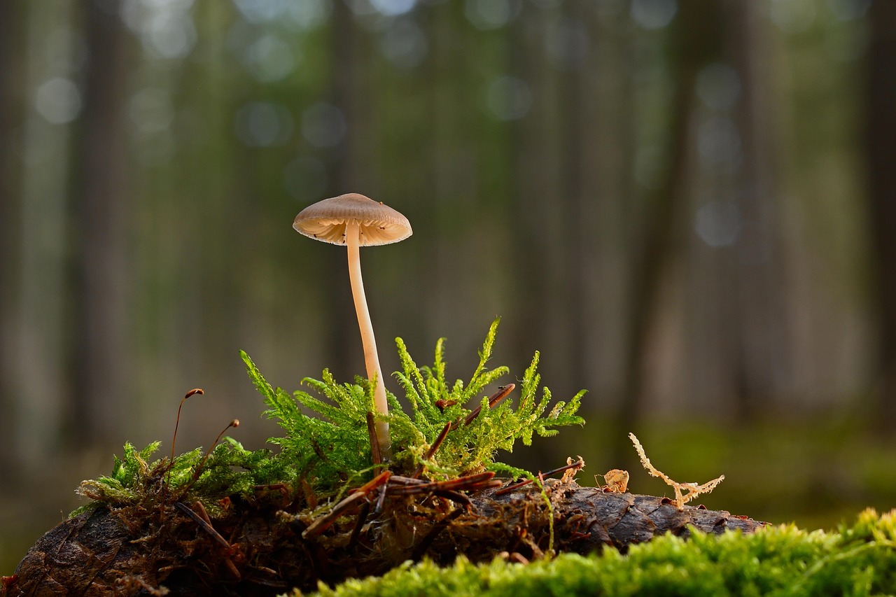Photo by jggrz mushroom, helmling, moss, tap, forest, forest floor, close up, nature, forest, forest, forest, forest, forest