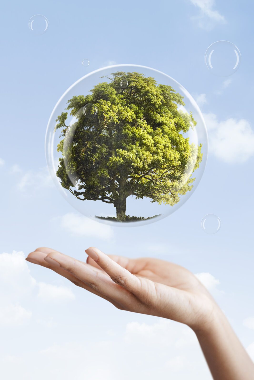 Earth day campaign hand showing tree in a bubble media mix green fern plant in close up photography