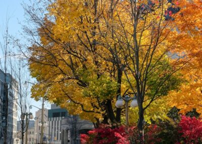Reboisement Urbain en Région Hauts-de-France