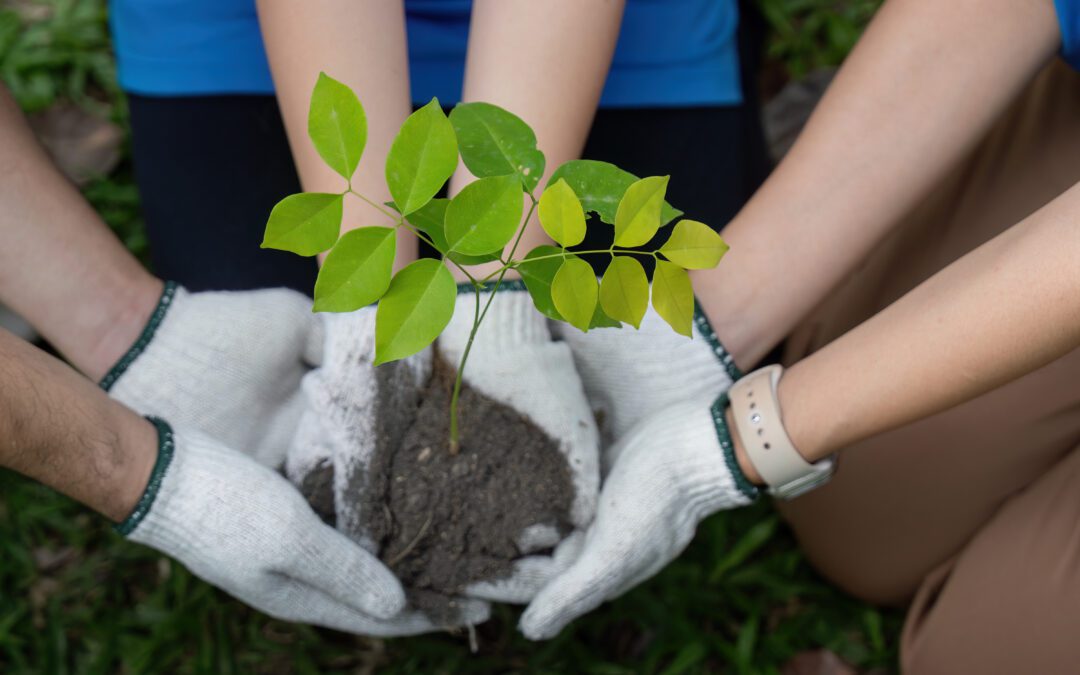 Un arbre, trois leviers RSE : et si c’était aussi simple que ça ?