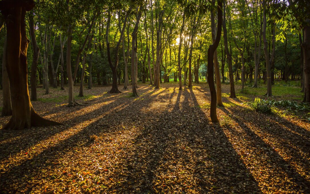 Planter en France : un geste simple qui change tout