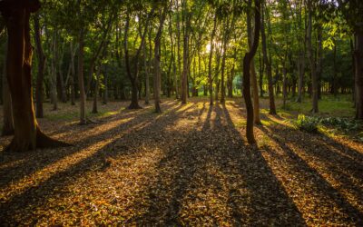 Planter en France : un geste simple qui change tout