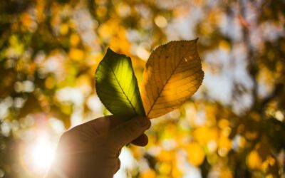 Et si l’impact se prouvait, plutôt que de se dire ?