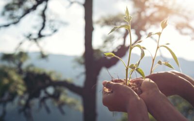 la forêt mérite mieux que des slogans