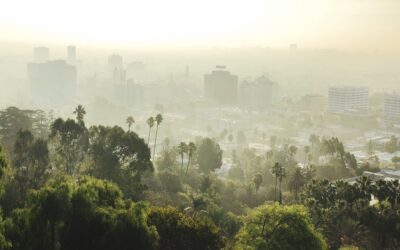 Reforestation urbaine : solution verte ou illusion écologique ?