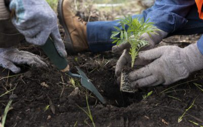 Donner vie à vos engagements RSE avec 1Action1Arbre