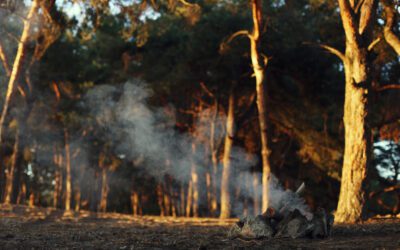 Les arbres, remparts naturels face aux catastrophes climatiques