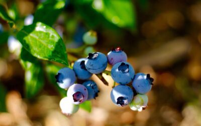 Quand planter des arbres soutient l’alimentation