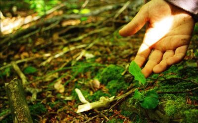 Compenser ses émissions carbone en plantant local