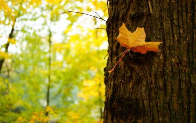 Automne, la saison parfaite pour planter vos arbres