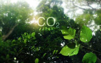 Le CO₂, cet ennemi invisible que les arbres capturent