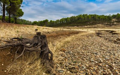 Les forêts françaises face aux défis du changement climatique