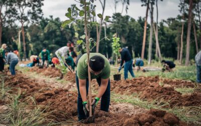 Projet Maubuisson : une forêt renaît à l’Île-de-France