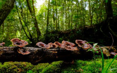Comment les arbres soutiennent la biodiversité locale