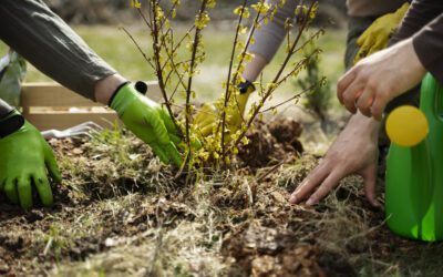 Planter des arbres : témoignages du terrain en France