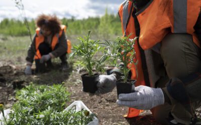 La plantation comme preuve d’action et de sens