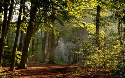 Les vrais ennemis des forêts françaises aujourd’hui