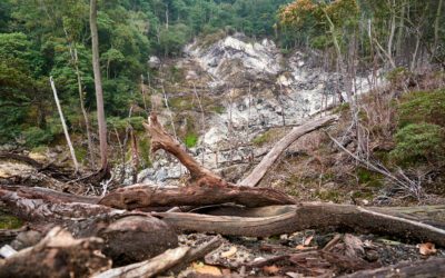 Forêts et catastrophes naturelles : comment la nature nous protège