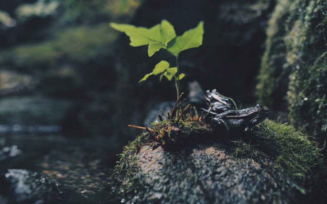 Forêt française : un trésor à régénérer