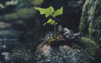 Forêt française : un trésor à régénérer