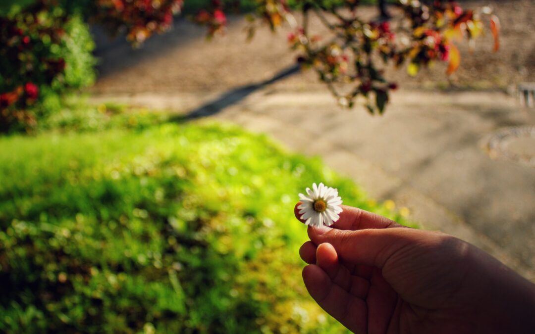 Nature refuge : du chaos social à la bienveillance