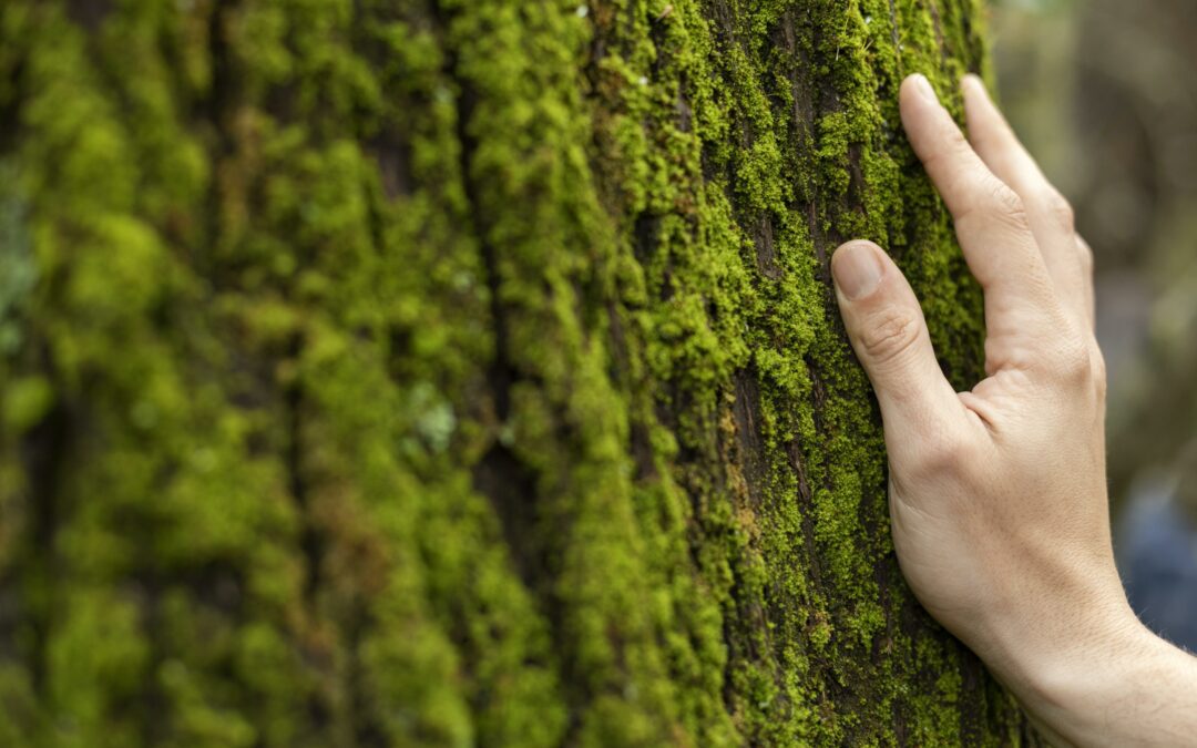 Pourquoi créer une forêt signature pour son entreprise