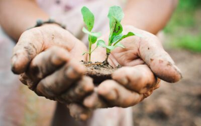 Journée nationale de l’Arbre : planter pour demain