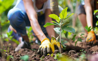 Planter des arbres, un nouvel acte entrepreneurial