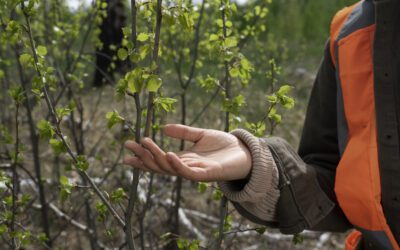 Suivi des projets forestiers sur 10 ans : une garantie de confiance